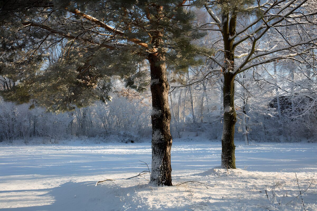 TPDE42099: Winterlandschaft mit verschneiten Bäumen