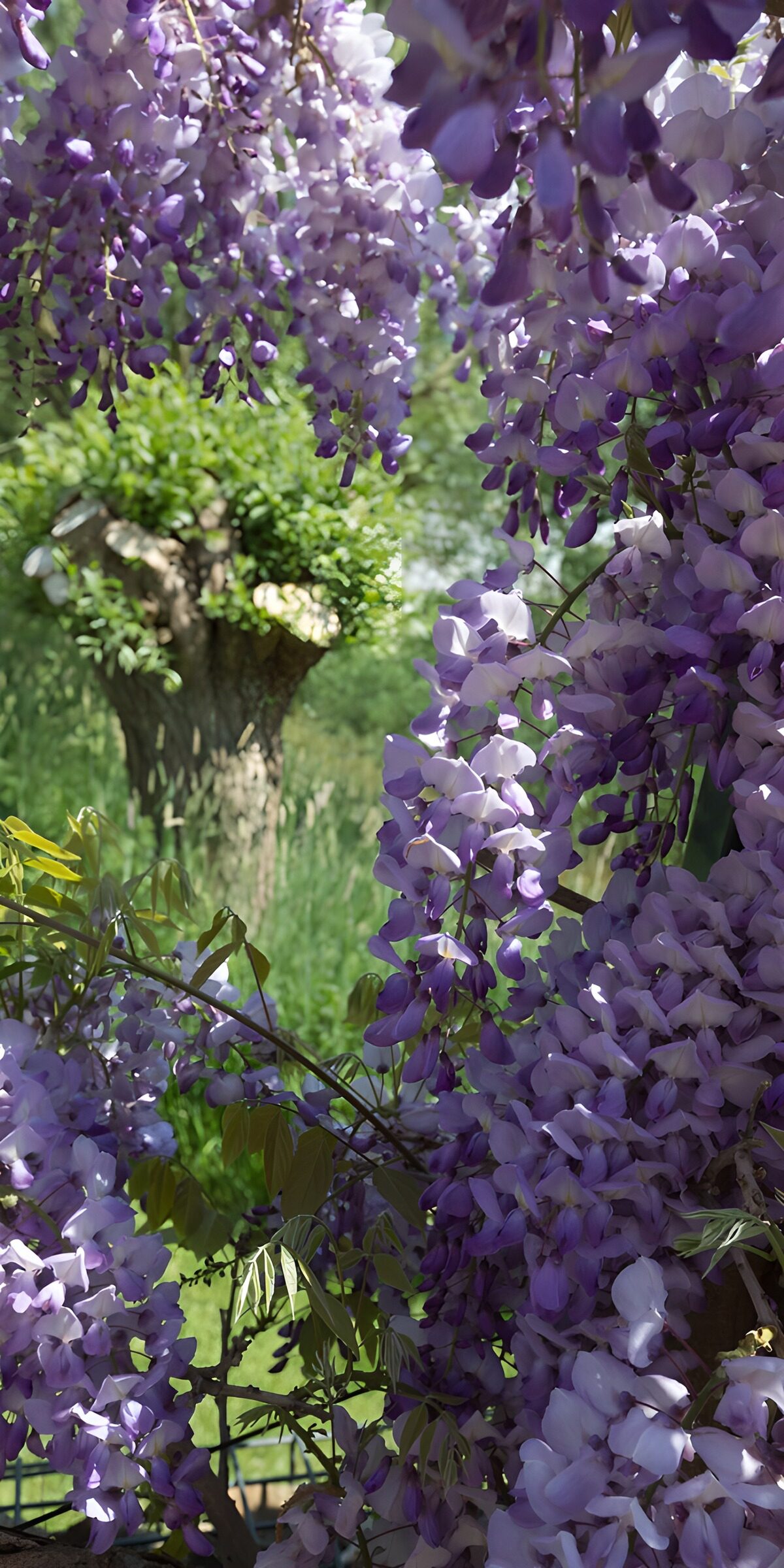 TPDE76253: Schöne Wisteria-Blüten im Frühling