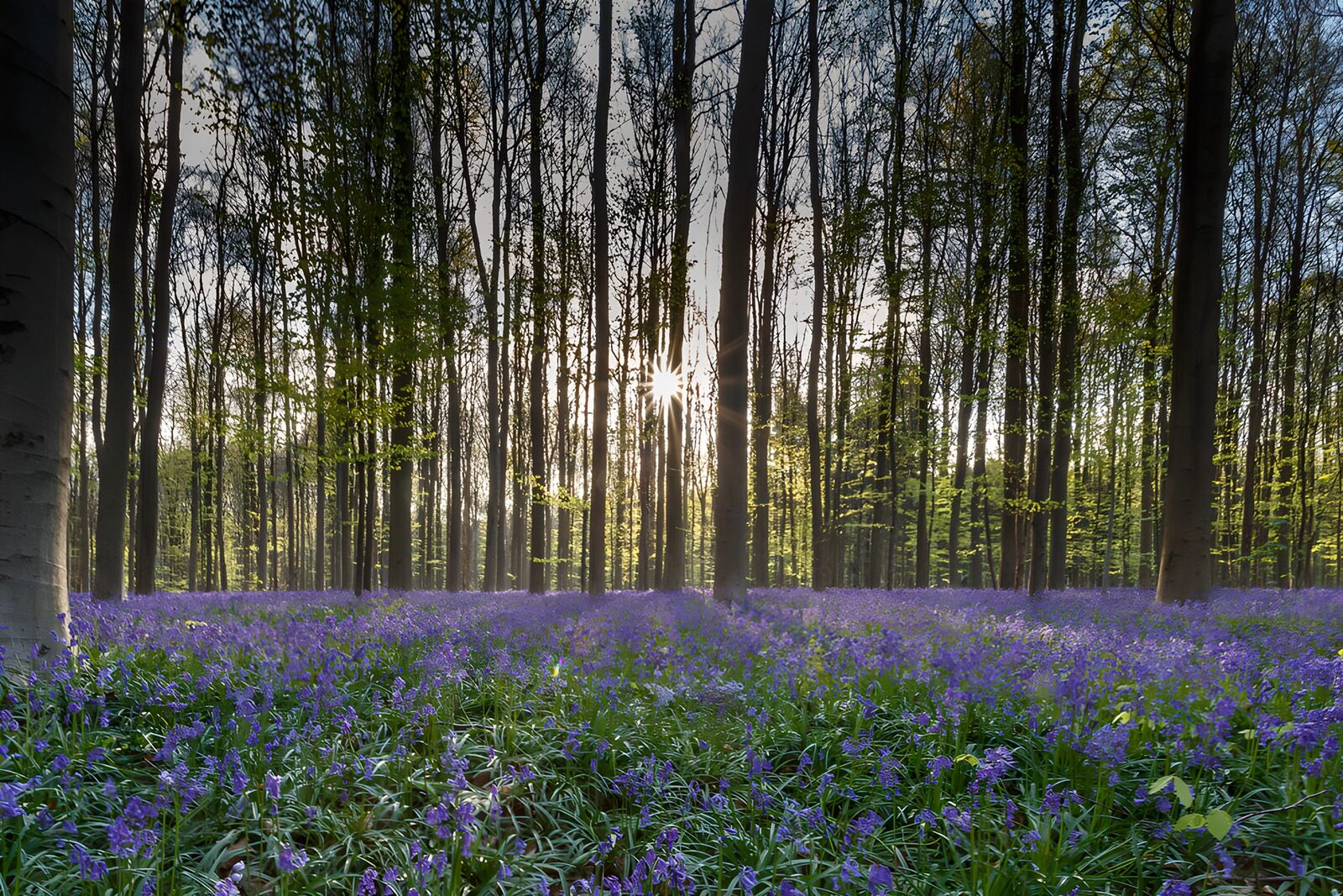 TPDE35291: Zauberhafter Wald mit blühenden Blumen