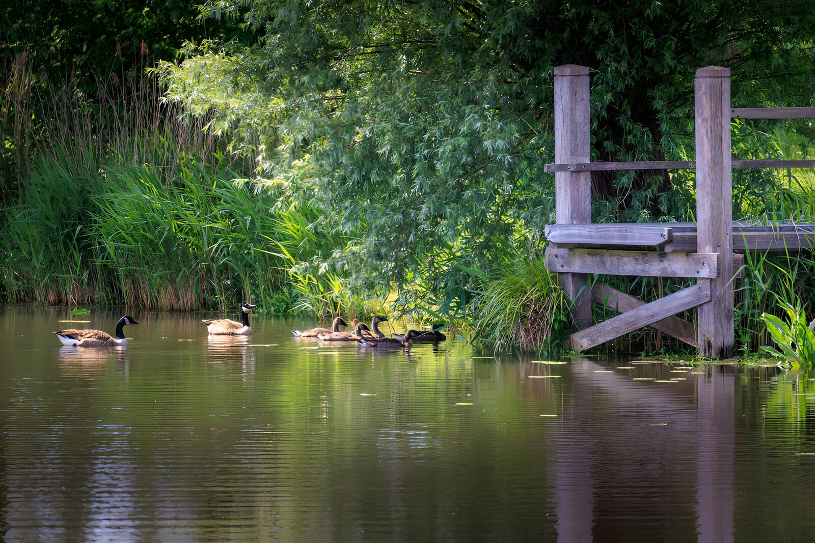 TPDE31709: Gänsefamilie am Ufer