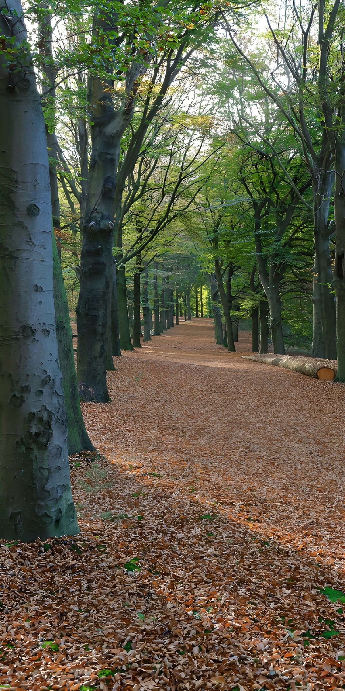TPDE60619: Herbstlicher Waldweg mit Laub