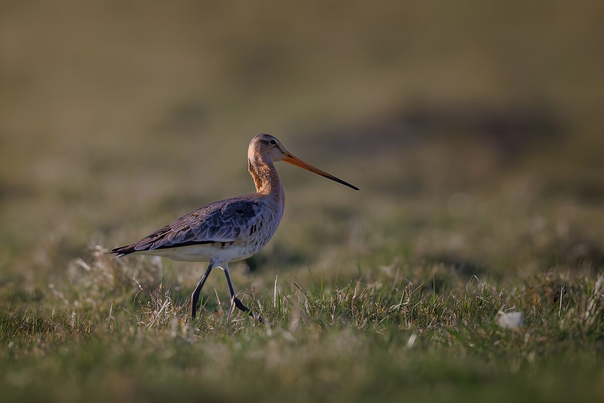 TPDE13003: Ein Schnepfenbesuch im Gras