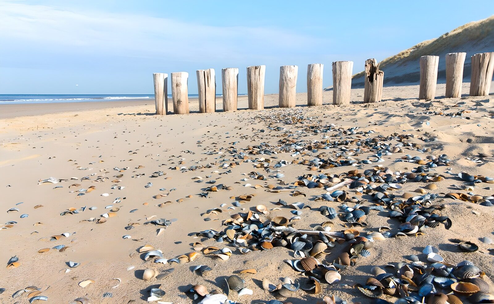 TPDE10221: Muscheln und Wellenbrecher auf Juist