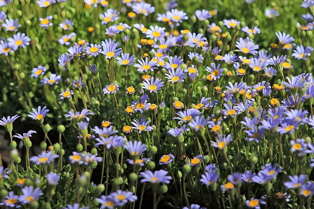  blaue Wiesenmargariten