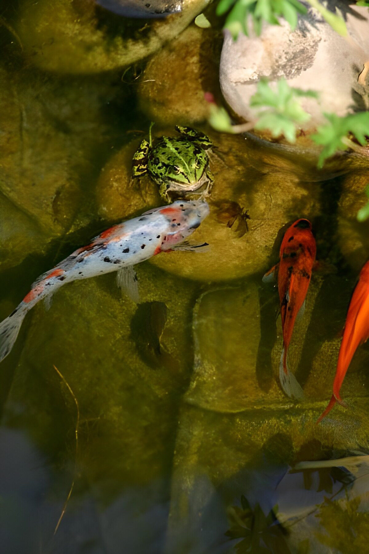 TPDE52169: Koi und Frosch im Wasser