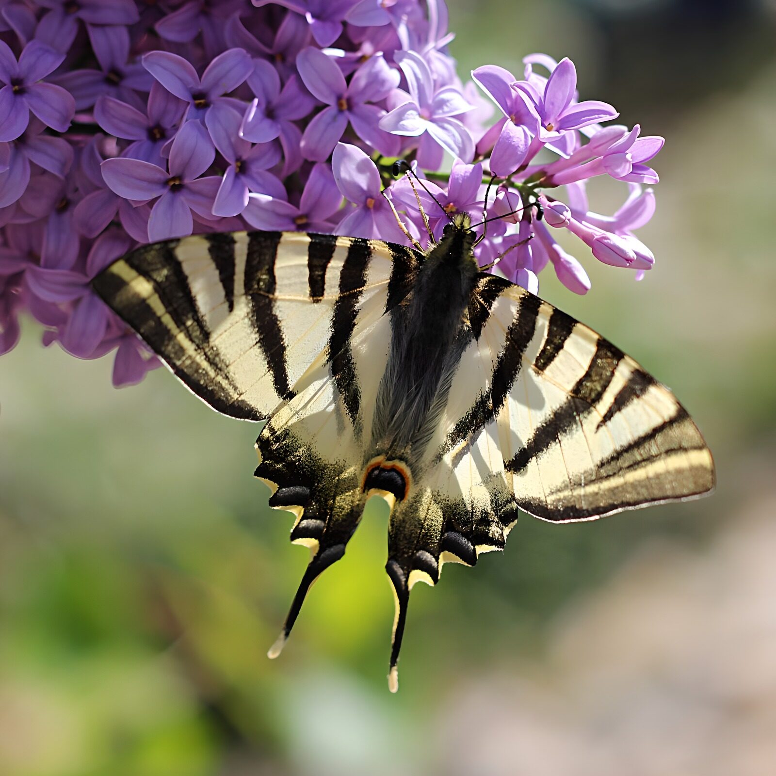 TPDE24746: Schmetterling "Schwalbenschwanz" auf lilabarbenen Blüten