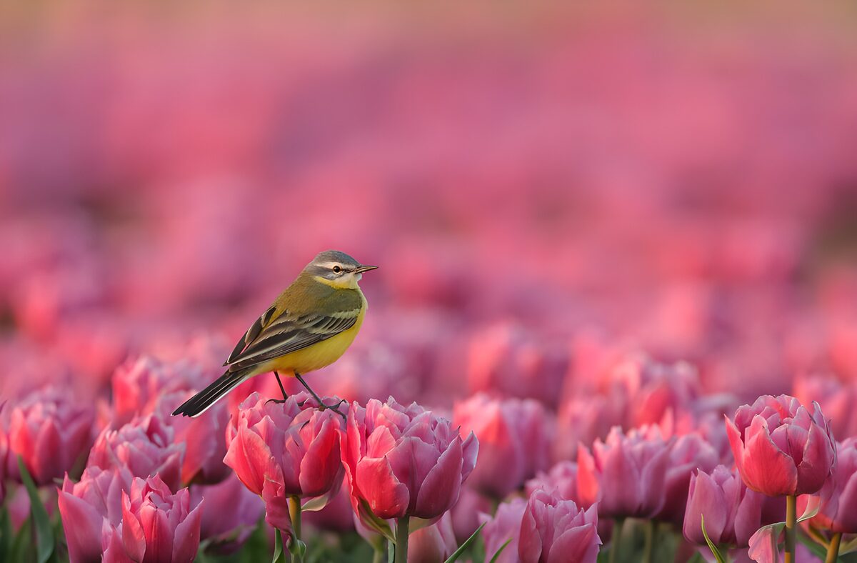 TPDE78819: Vogel auf blühenden Tulpen