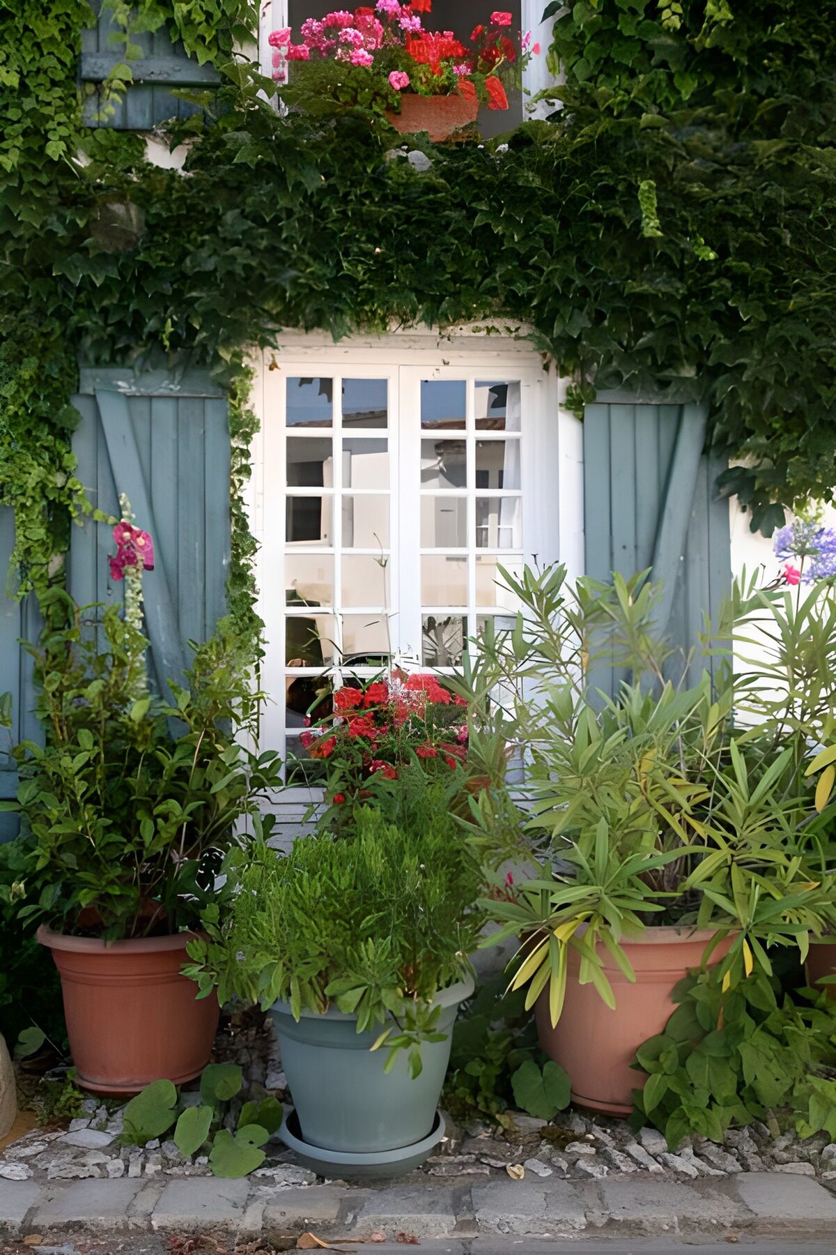 TPDE97432: Blumentöpfe mit Pflanzen und Efeu an einem Fenster