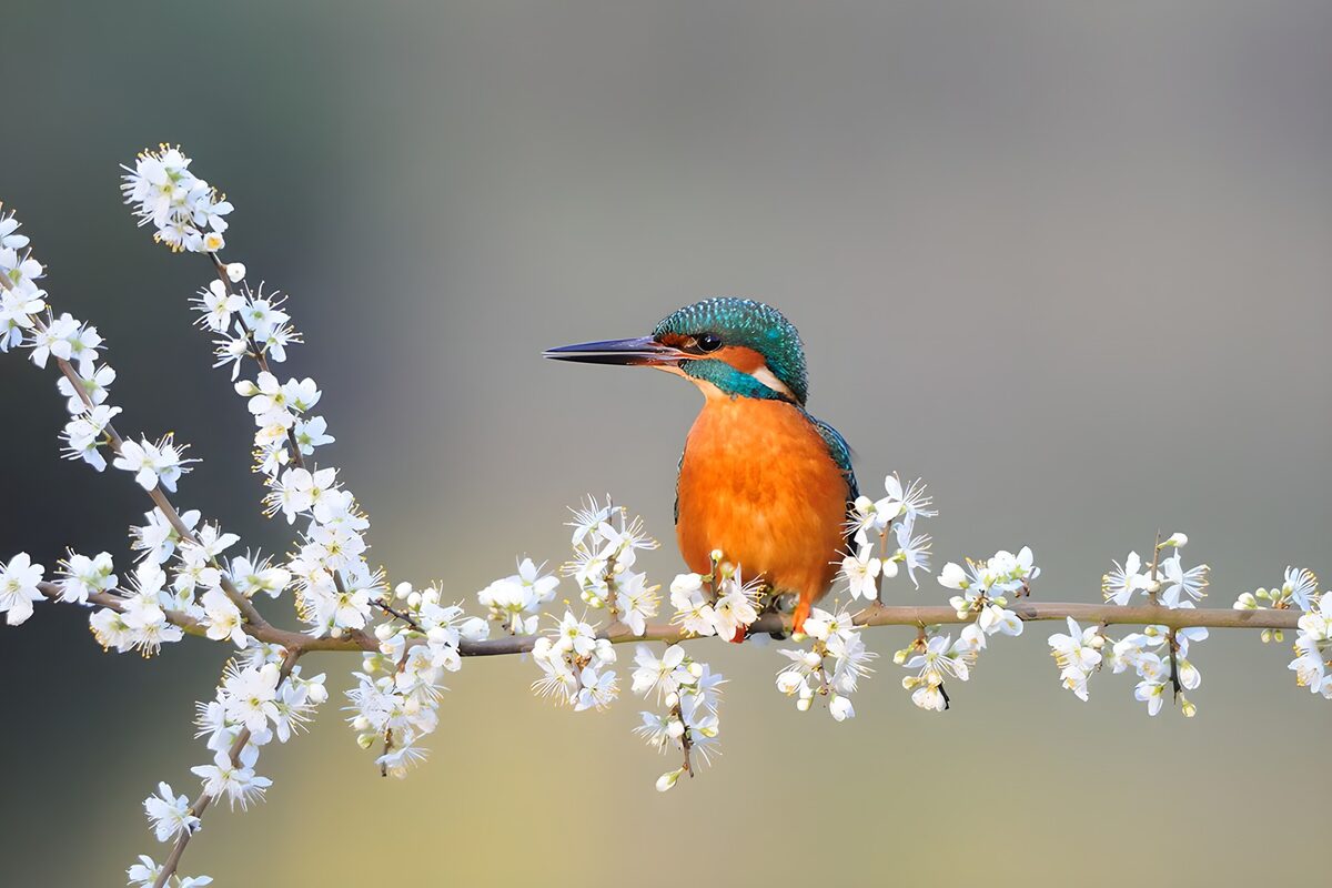 Eisvogel auf einem Ast mit weißen Blüten
