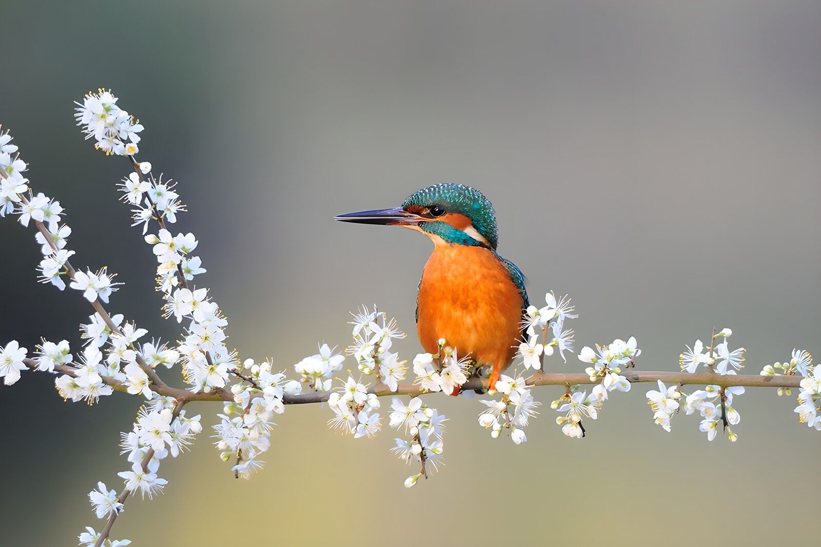 TPDE79458: Eisvogel auf einem Ast mit weißen Blüten