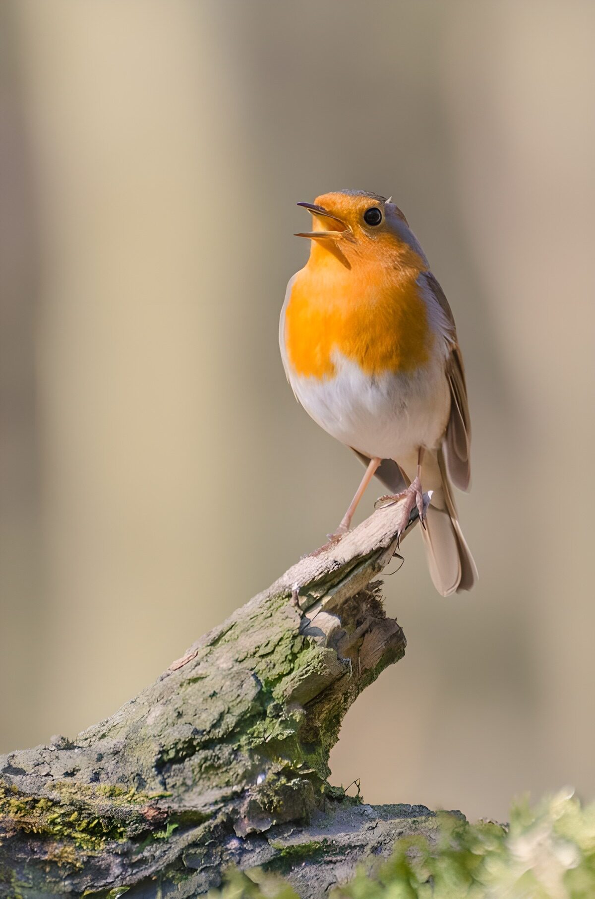 Rotkehlechen auf einem Ast