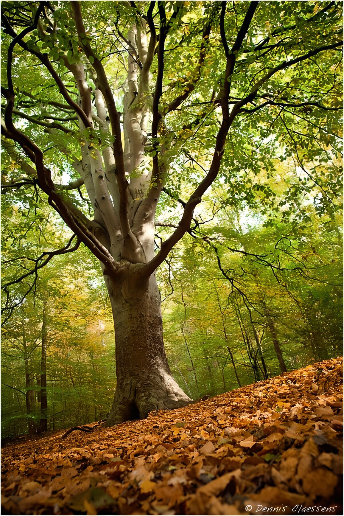TPDE40533: ein Berghang in Herbst mit braungelben Blätttern am Boden und mit den fast kahlen Ästen der Bäume
