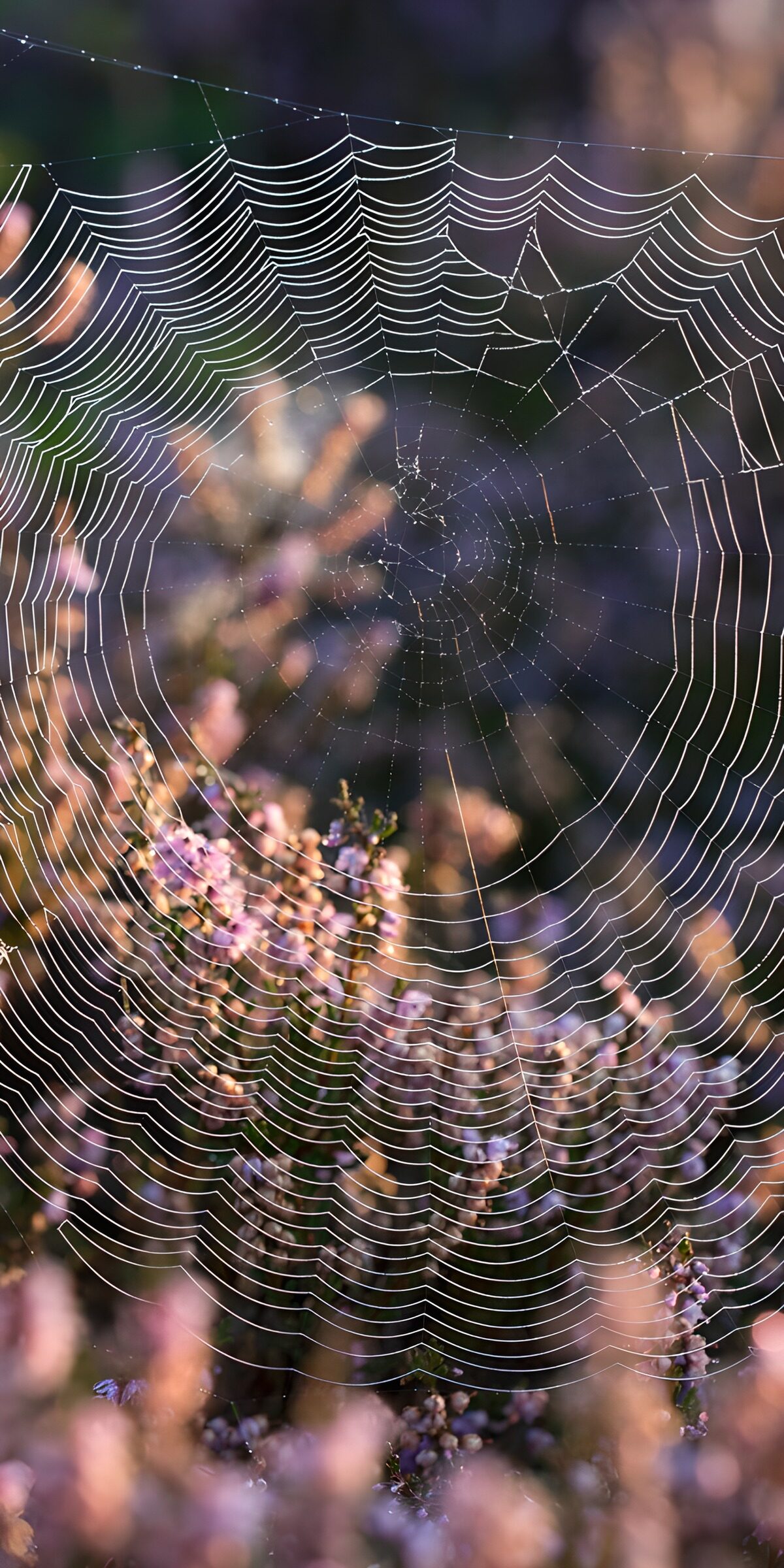 TPDE30622: Spinnennetz im Blumenfeld