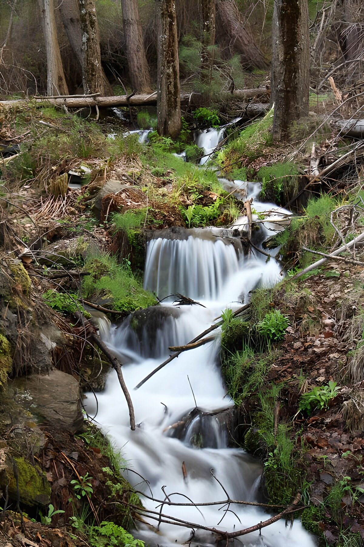 TPDE53585: Wasserfälle im Wald