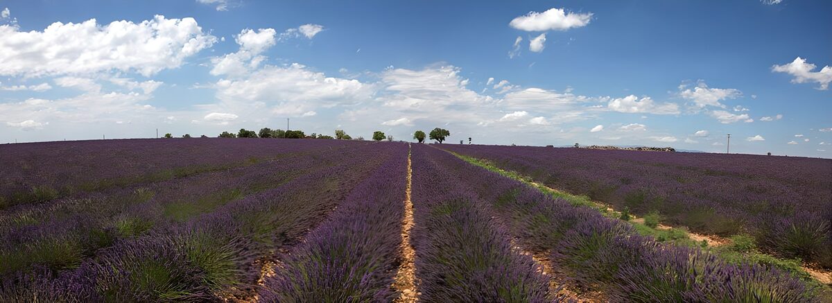die dunkelblaue Farbe von Lavendel prägt die Landschaft von Süd-Frankreich 