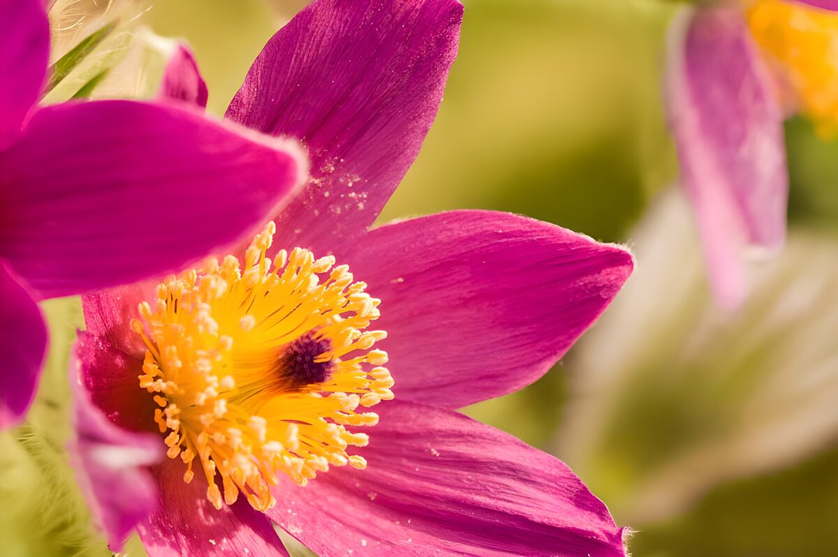 Makroaufnahme von Stempel, Staubfäden einer lilafarbenen Margarite