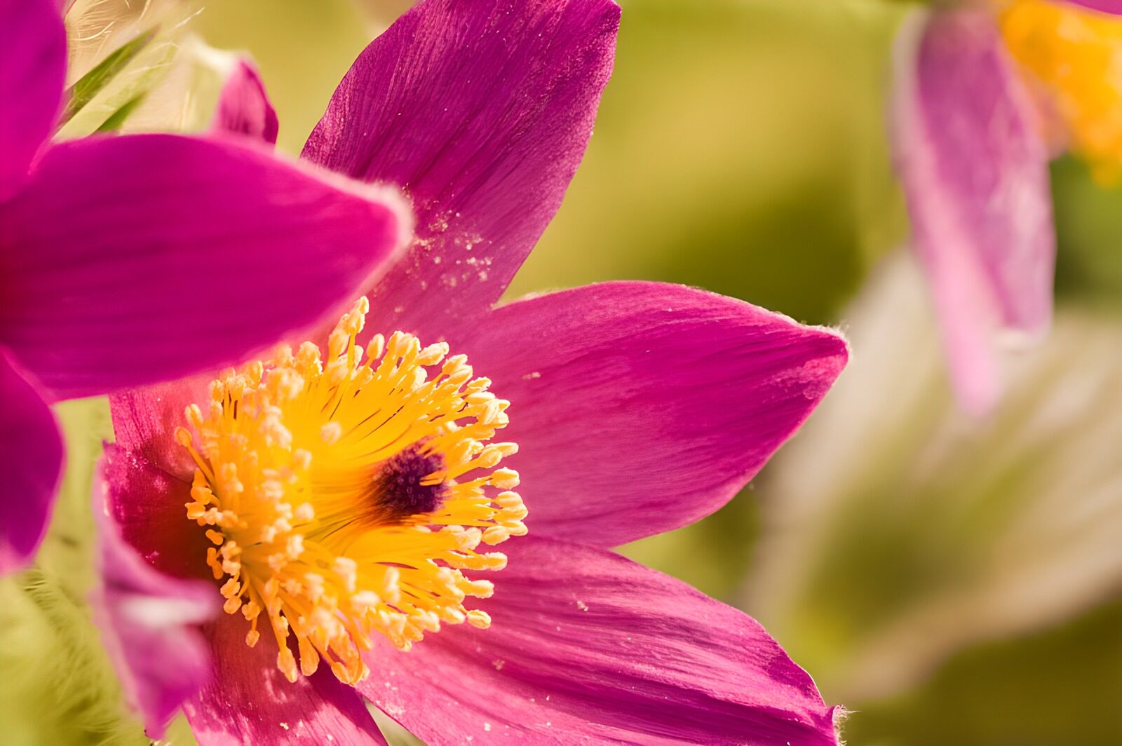 TPDE61002: Makroaufnahme von Stempel, Staubfäden einer lilafarbenen Margarite