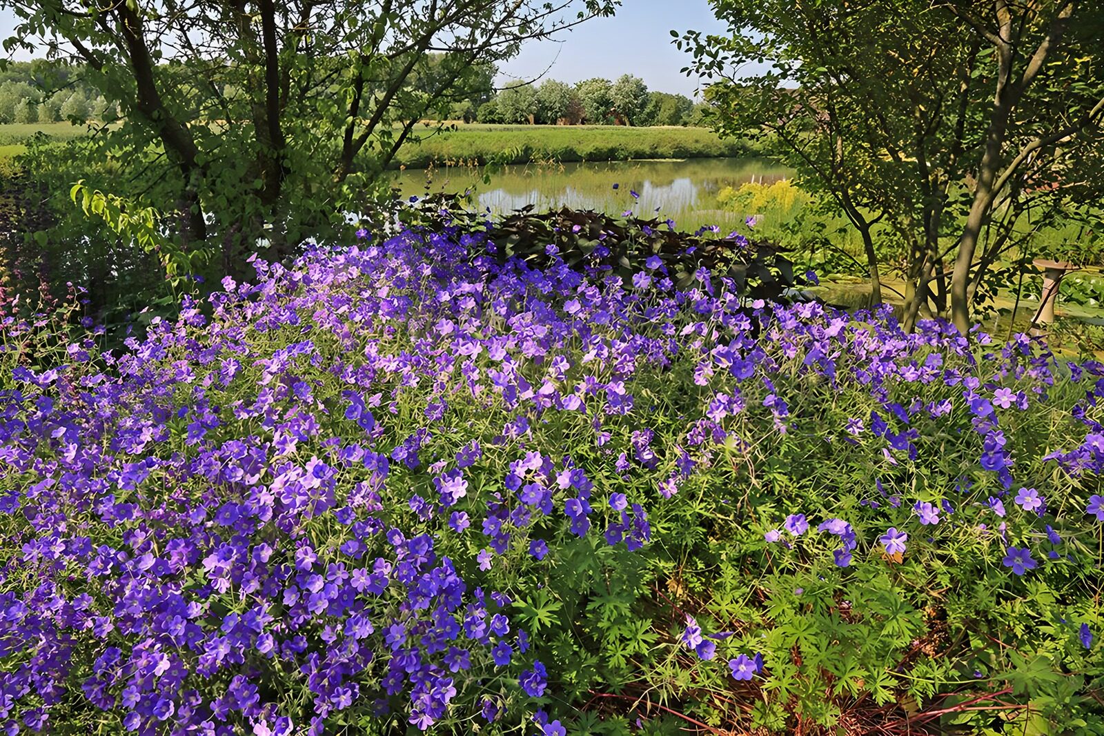TPDE81973: Blaue Glockenblumen an einem Kanal entlang