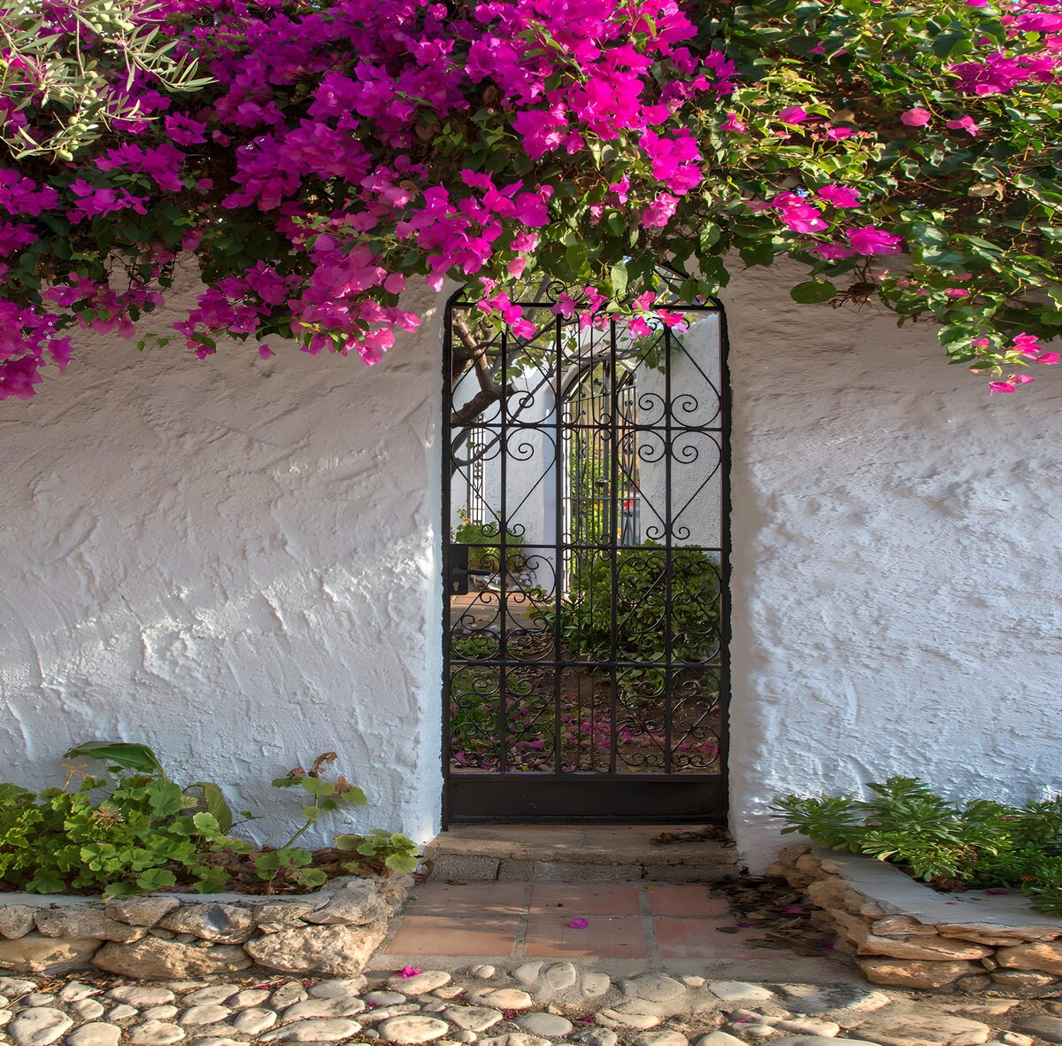 TPDE84210: Blühende Bougainvillea vor einem Tor