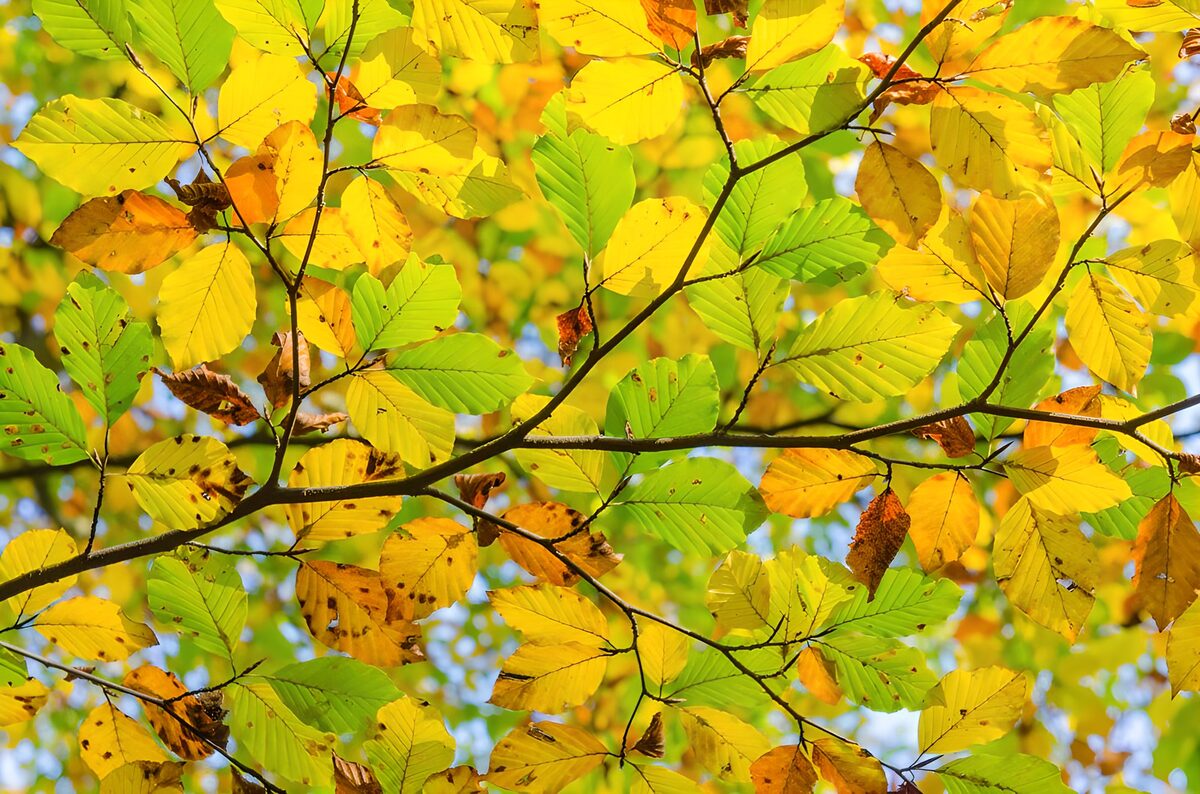 TPDE67386: die gelben Blätter einer Buche im Herbst