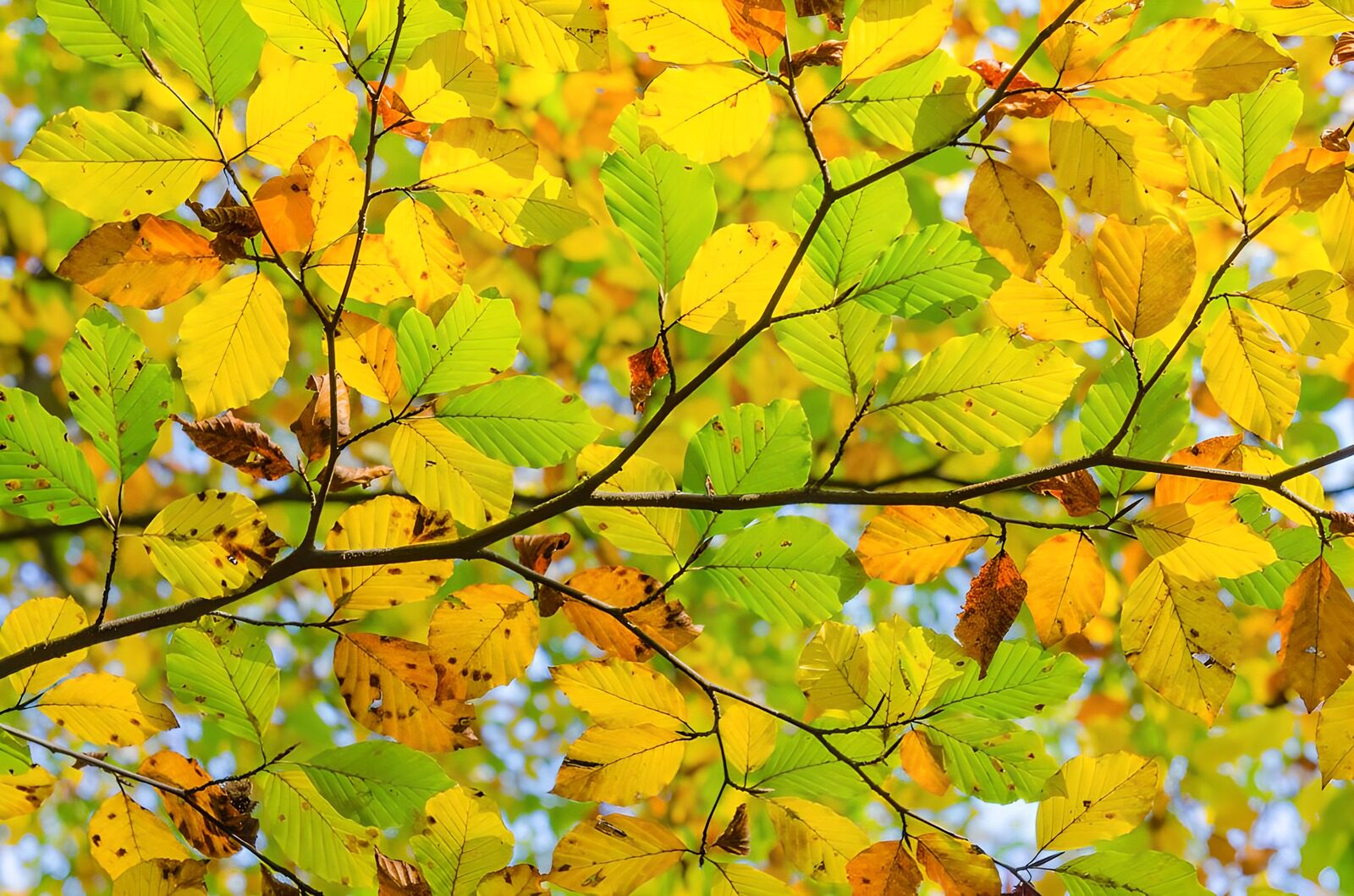 TPDE67386: die gelben Blätter einer Buche im Herbst