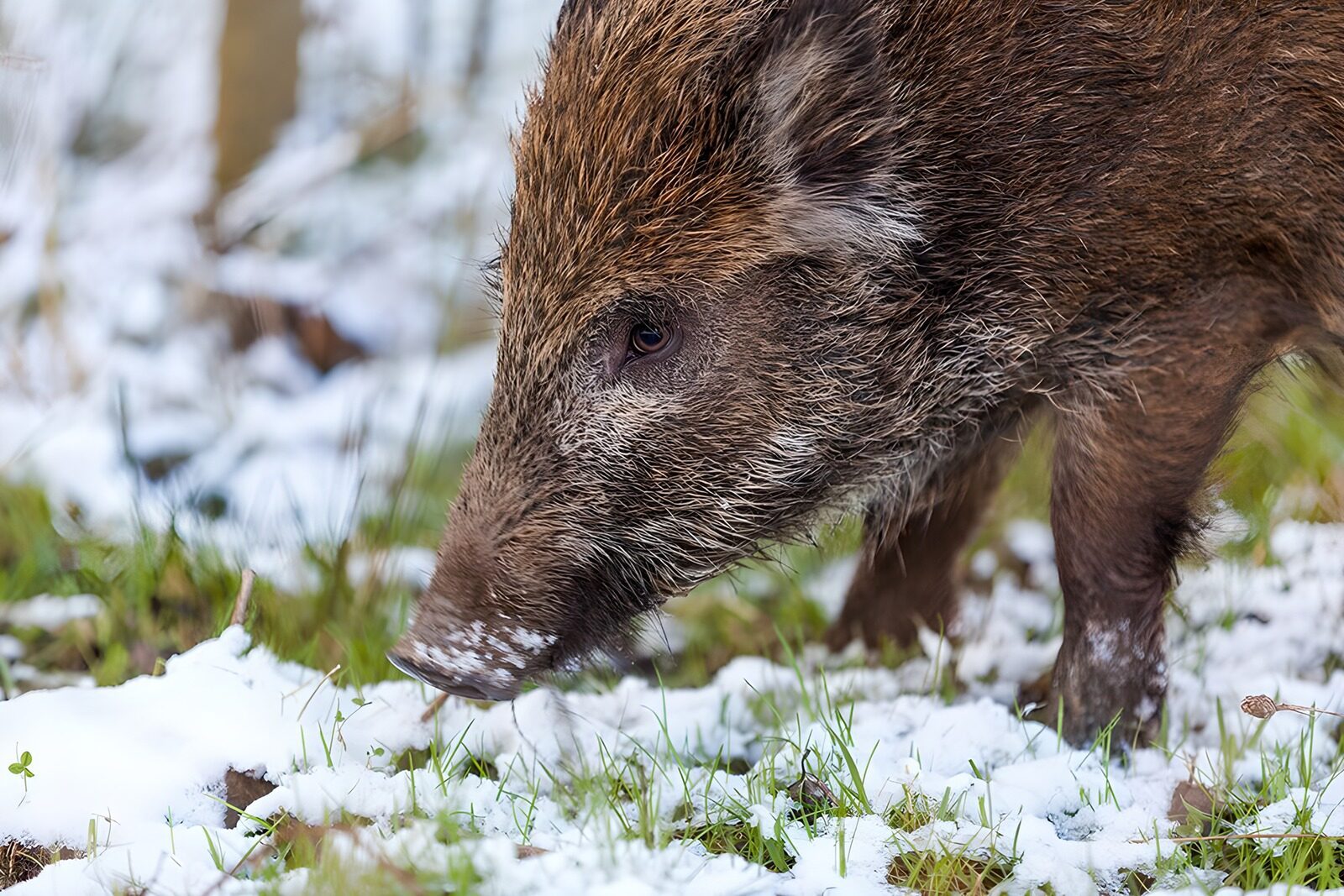 TPDE72875: Wildschwein im Schnee