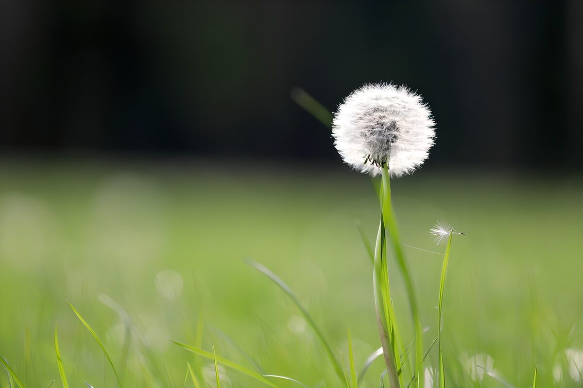 TPDE65650: Pusteblume im Sonnenlicht