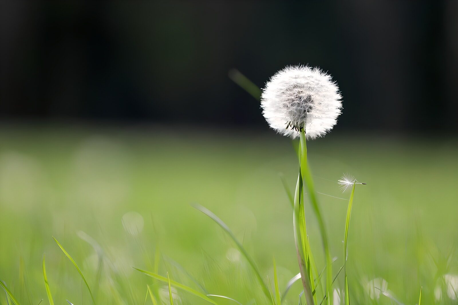 TPDE65650: Pusteblume im Sonnenlicht