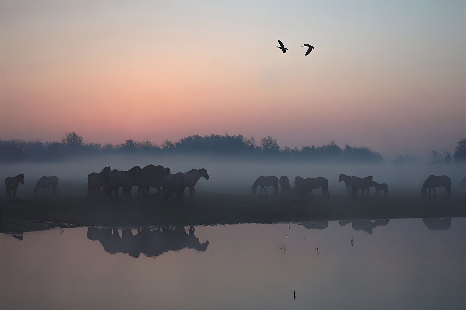 TPDE42549: Pferde in Nebel der Abendsonne