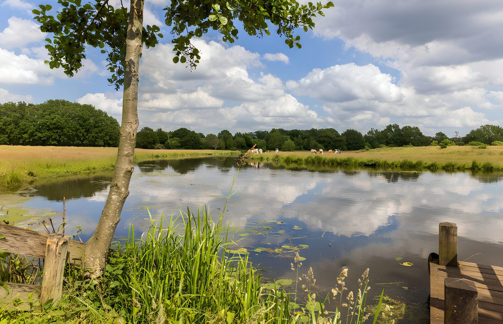 TPDE48809: Ruhige Landschaft mit Teich und Bäumen