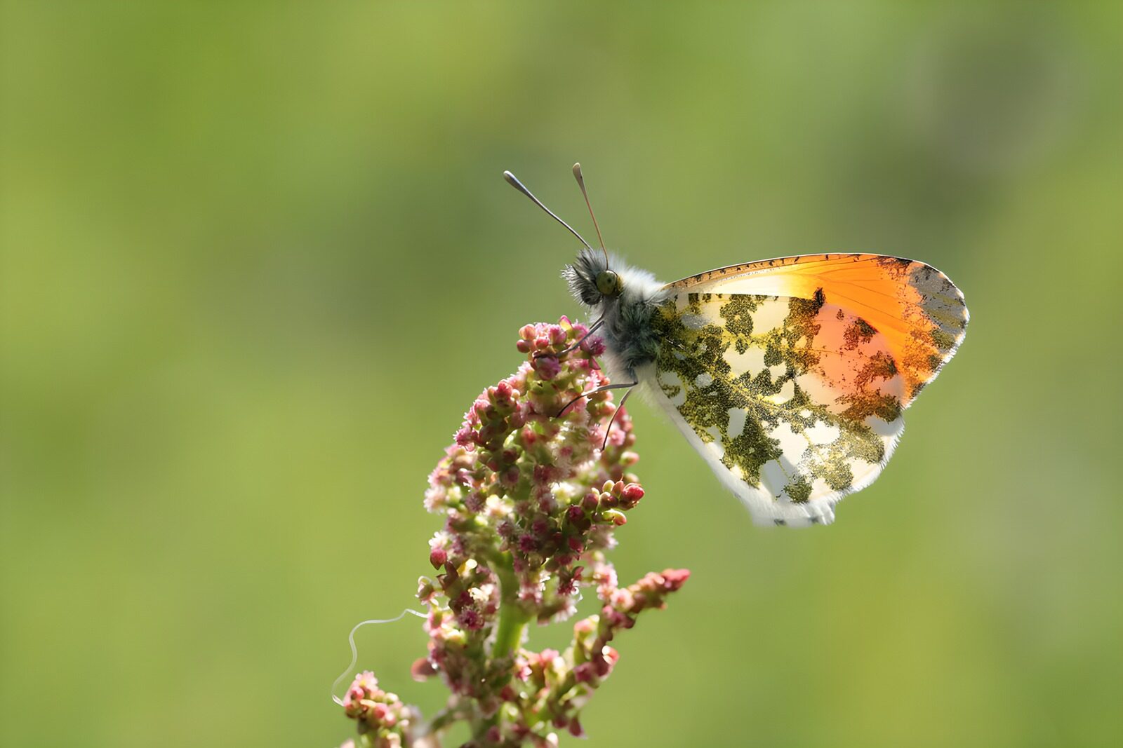 TPDE69254: Schmetterling auf einer Blüte