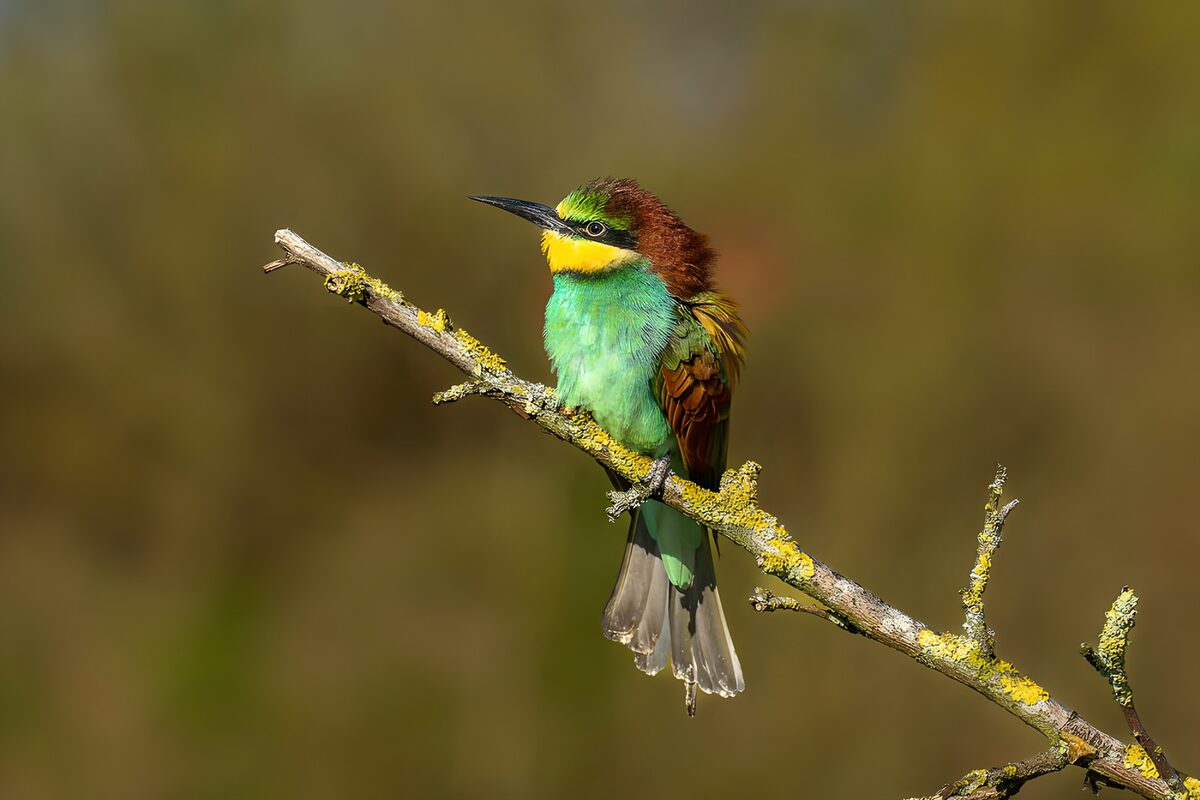 TPDE34308: Bunter Vogel auf einem Ast