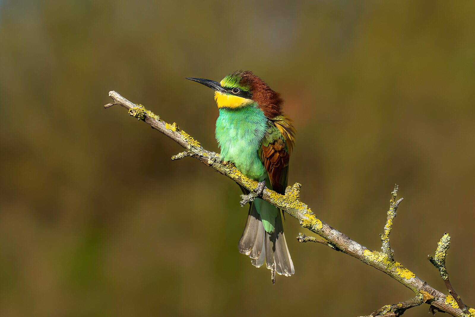 TPDE34308: Bunter Vogel auf einem Ast