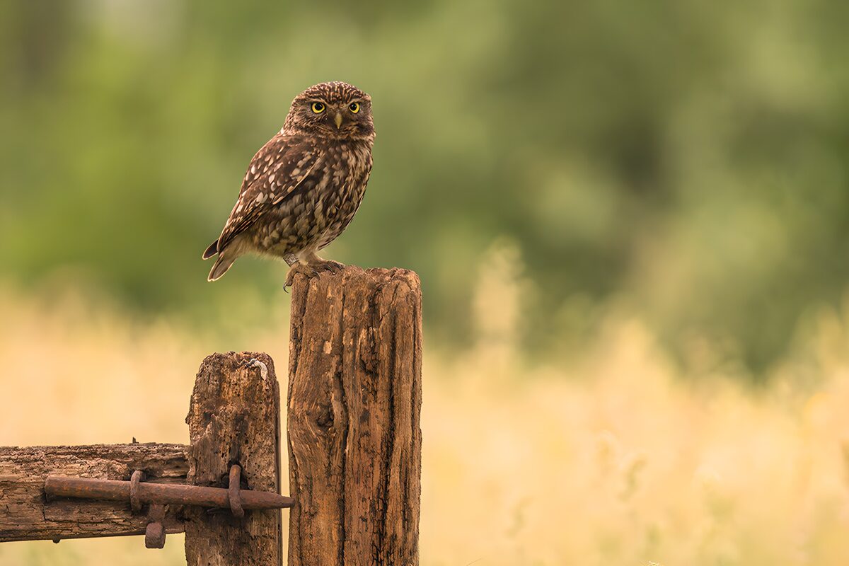 TPDE16527: Kleine Eule auf einem Holzpfosten