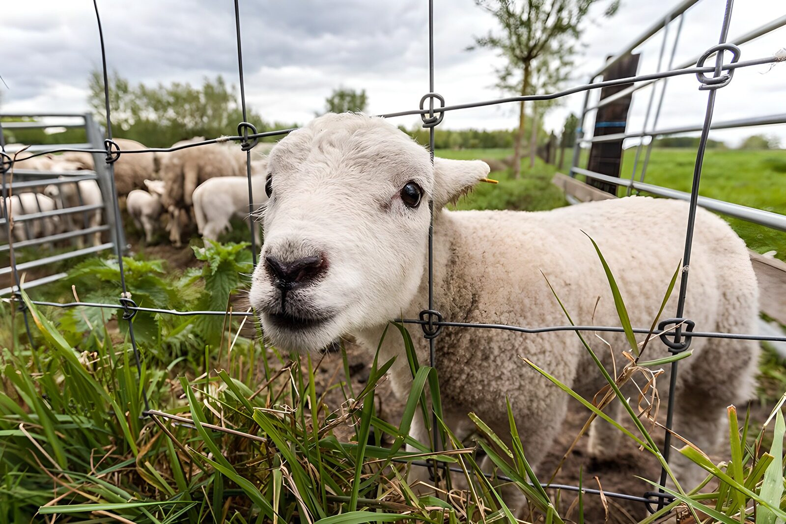 TPDE52638: junges Lamm knabbert an einem Trenngitter