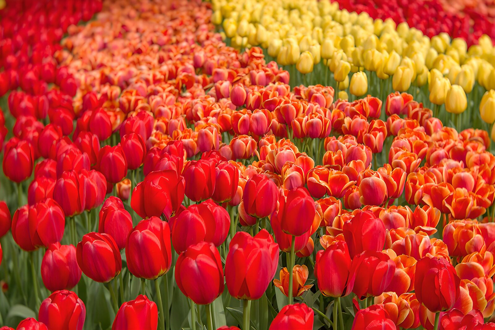 TPDE24654: Bunte Tulpenfelder im Frühling