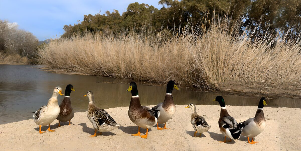 TPDE30608: Enten am Ufer eines ruhigen Gewässers