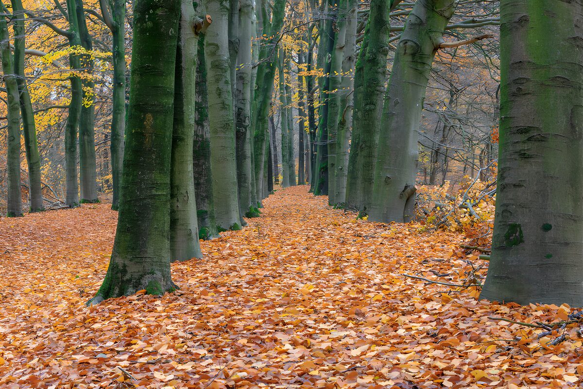 TPDE67698: Herbstlicher Waldweg mit buntem Laub