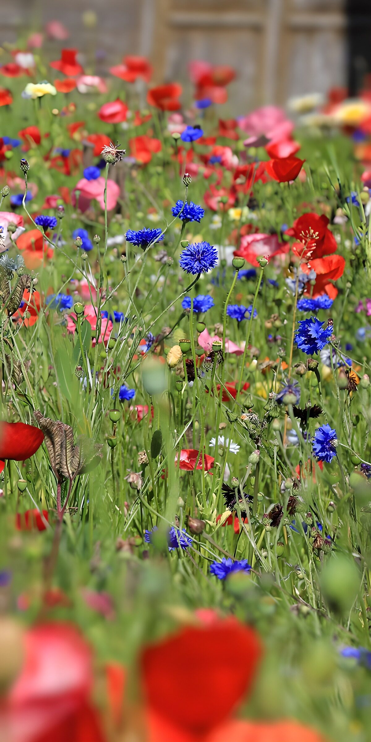 Bunte Blumenwiese im Sommer