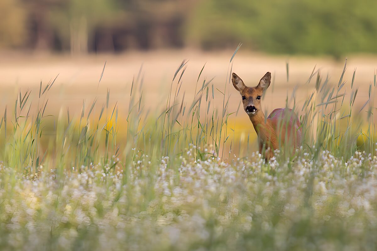 Reh im blühenden Feld