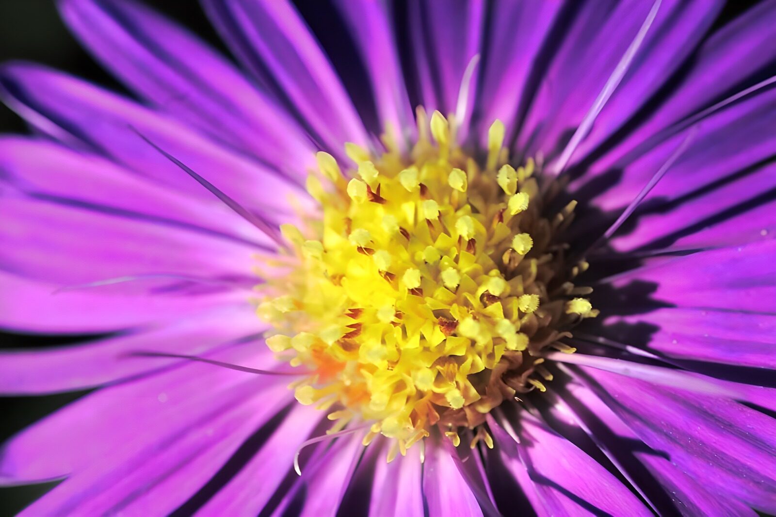TPDE38580: Makroaufnahme der gelben Blüte einer Margarite