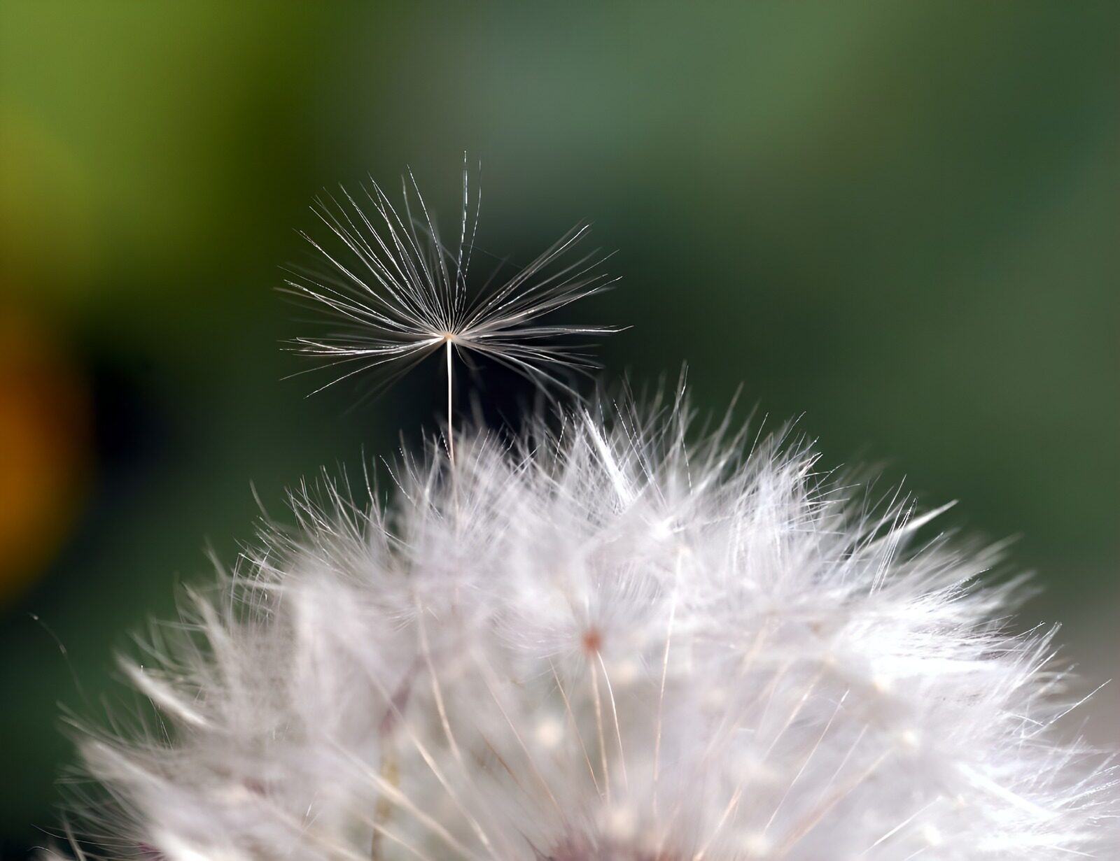 TPDE83633: Pusteblume "Bokeh"