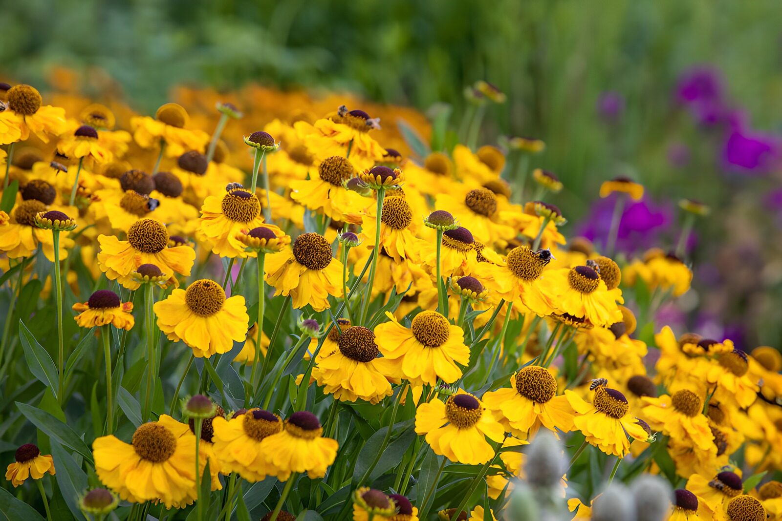 TPDE66997: Strahlende gelbe Blumen im Garten
