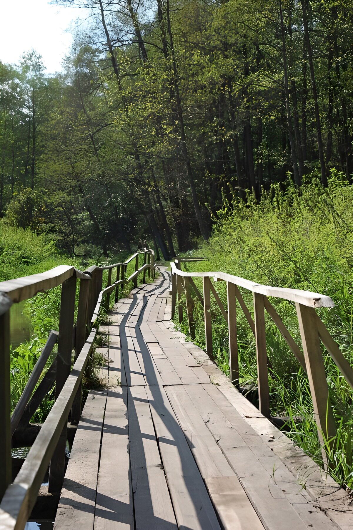 Steg durch Moor zum Wald 