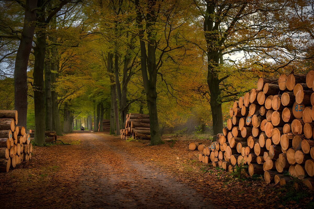 TPDE42892: Herbstlicher Waldweg mit Holzstapel