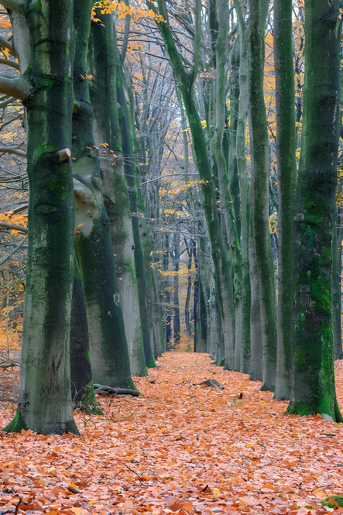 TPDE22991: Herbstlicher Waldweg in bunten Farben
