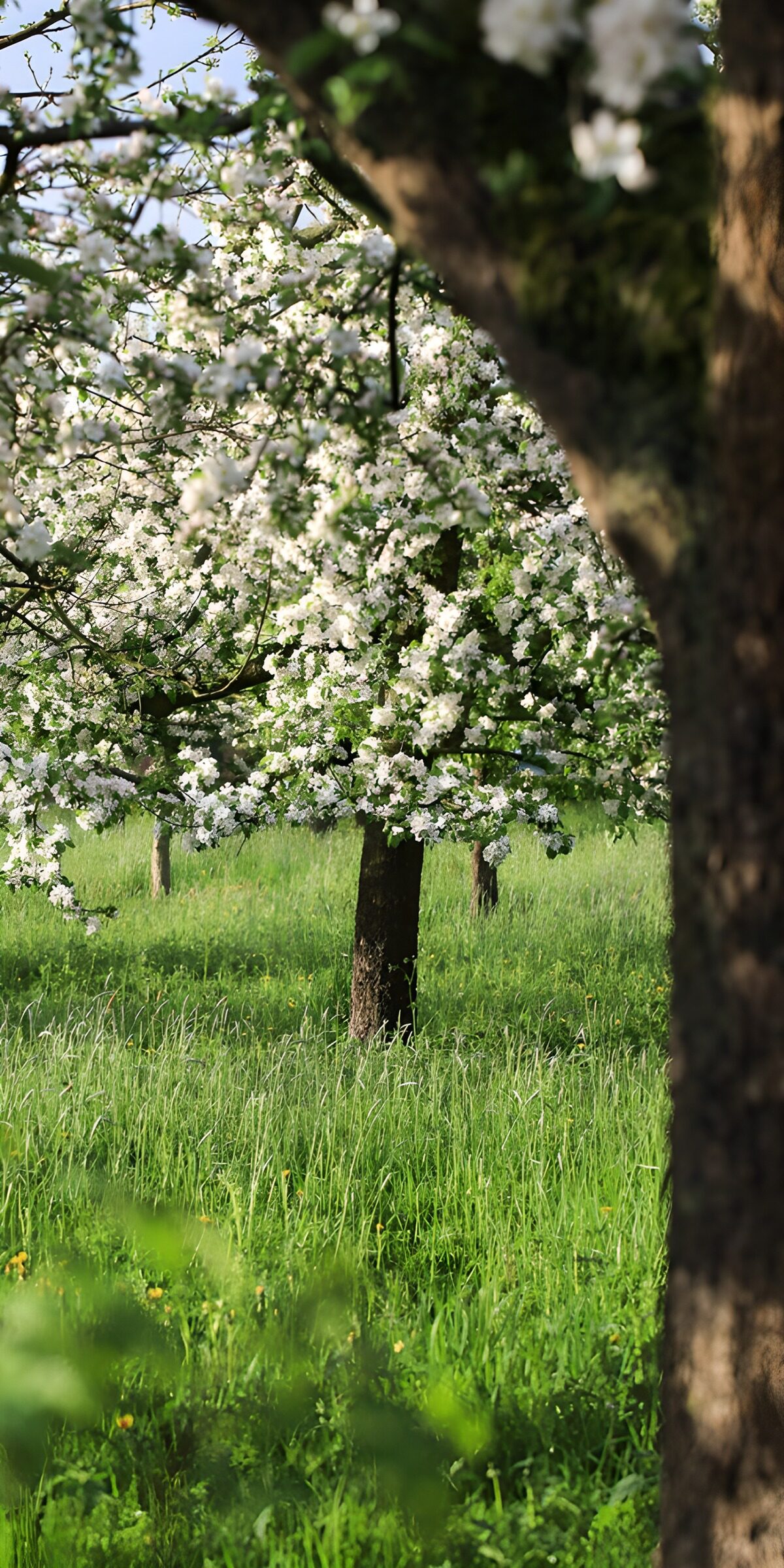 TPDE24855: Blühende Obstbäume im Frühling