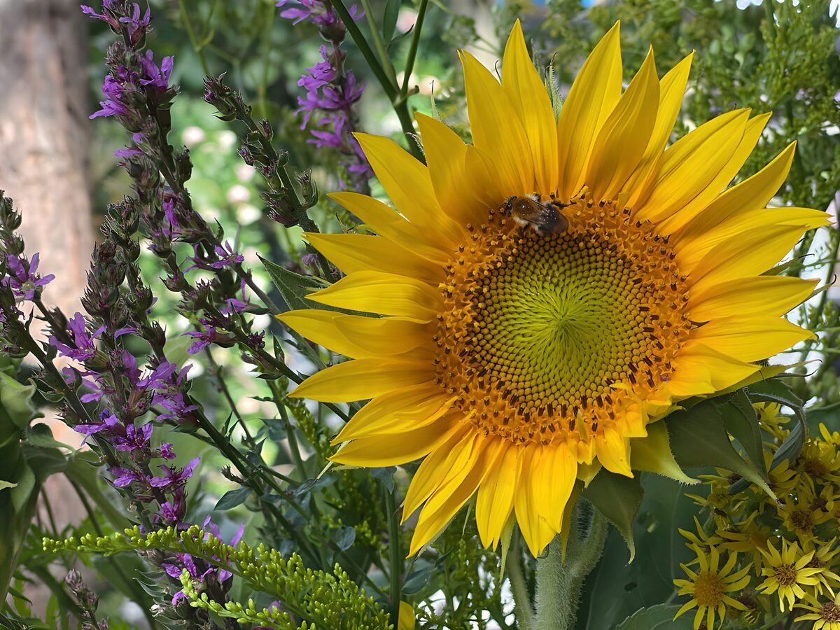 TPDE57659: Sommerblüte im Garten