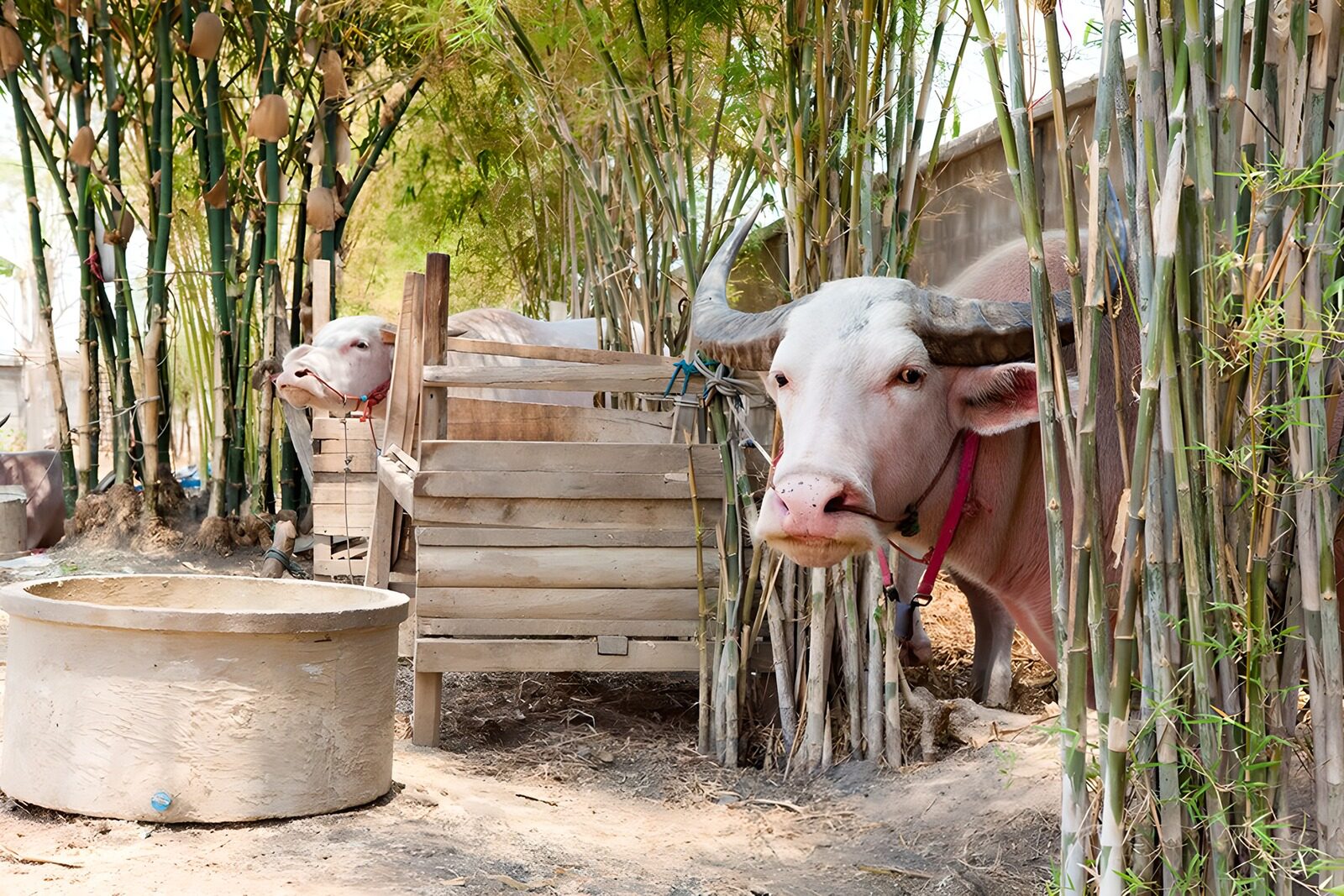 TPDE17229: albino Büffel auf einem Bauernhof  in Thailand