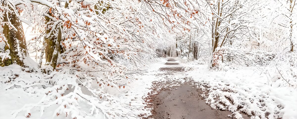 TPDE35007: Wanderweg durch einen verschneiten Wald